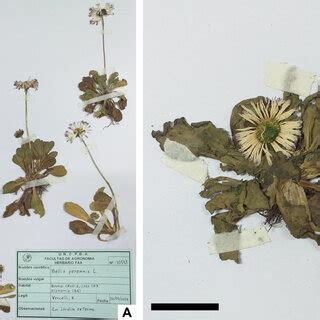 Ejemplares De Bellis Perennis En Herbario FAA A Ejemplares Con