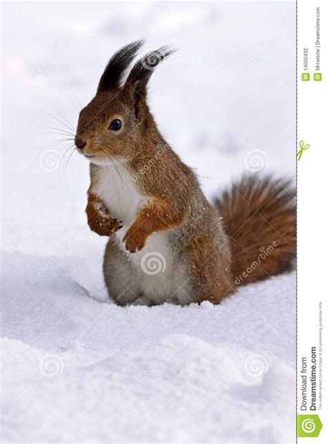 Squirrel standing in snow stock photo. Image of wildlife - 14000432