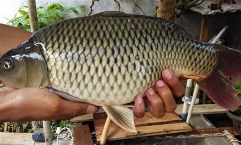 11 Resep Umpan Ikan Mas Juara Pelet Kolam Neter Terus