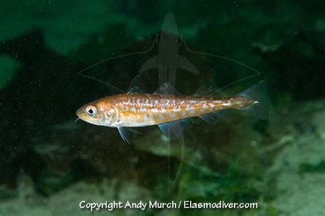 Pacific Cod Pictures Images Of Gadus Macrocephalus