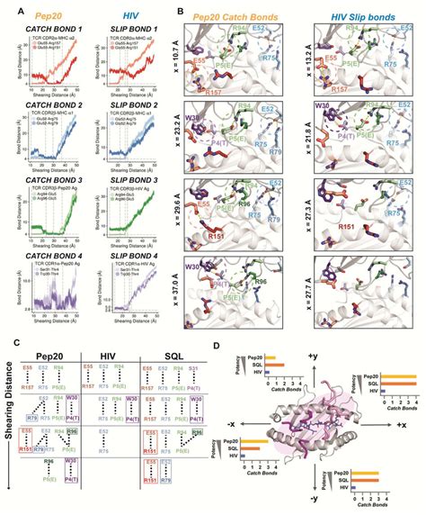 Dynamic Model Of Tcr Pmhc Catch Bond Formation A Bond Distance Vs