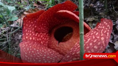 Ini Penampakan Bunga Rafflesia Arnoldii Mekar Sempurna