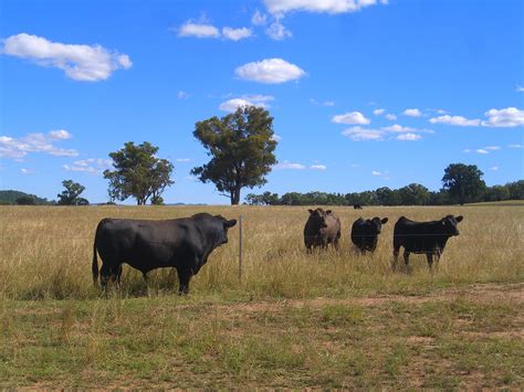 Australian Beef Cattle – Cluny Livestock Exports Pty Ltd