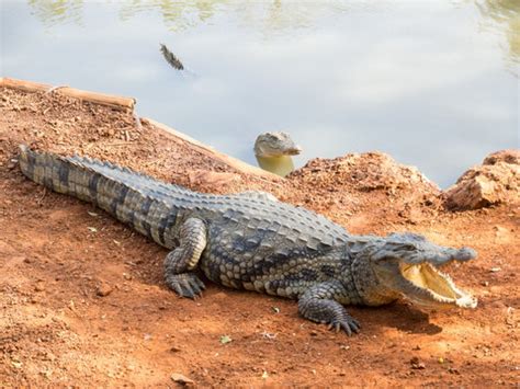 "African Crocodile" Images – Browse 5,799 Stock Photos, Vectors, and Video | Adobe Stock