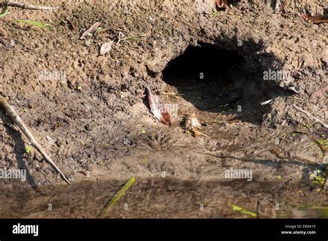 Muskrat Den Hi Res Stock Photography And Images Alamy