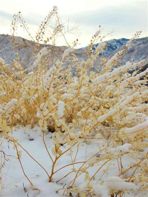 Tumbleweeds