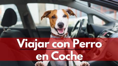 Como Se Debe Llevar Un Perro En El Coche Actualizado Enero