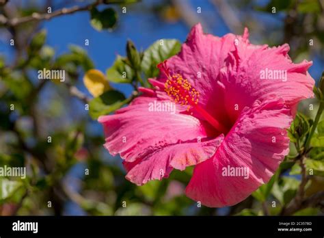 Beautiful Hibiscus With Pink Flowers From Cape Town In South Africa