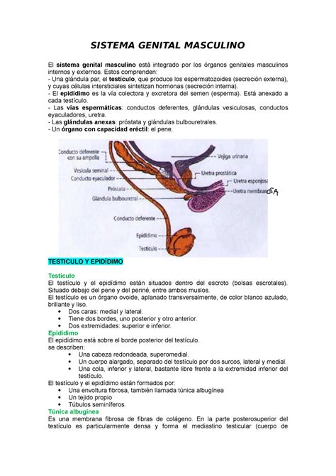 Sistema Genital Masculino Estos Comprenden Una Gl Ndula Par El