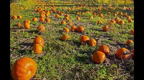 Creciendo Calabazas C Mo Plantar Cultivar Y Cosechar Calabazas