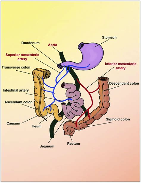 Vascular Bed In The Gastrointestinal Tract The Small Duodenum