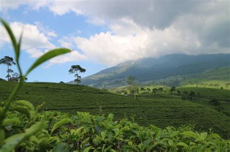 Menikmati Outbond Dan Segarnya Suasana Kebun Teh Kemuning Gotravelly