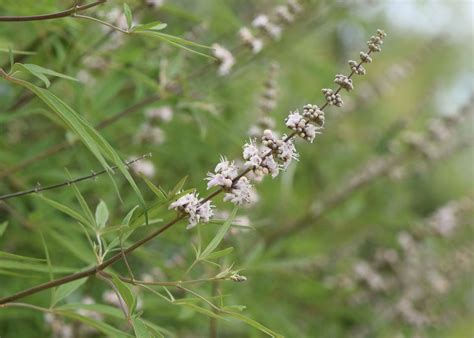 Konopljika Vitex Agnus Castus Vagitorije Rs