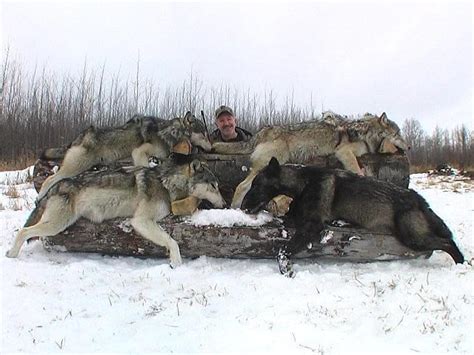 Wyoming Wolves Stripped Of Endangered Species Act Protection — Shoot On