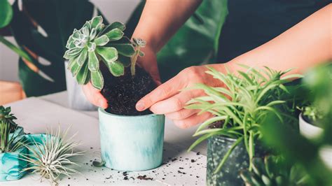 How To Repot Succulents In 7 Simple Steps Toms Guide