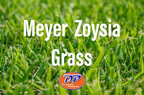 Meyer Zoysia