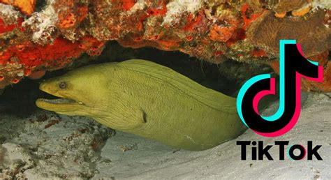 Tiktok The New Viral Eel Pit Guy All You Need To Know Tips Or Tricks