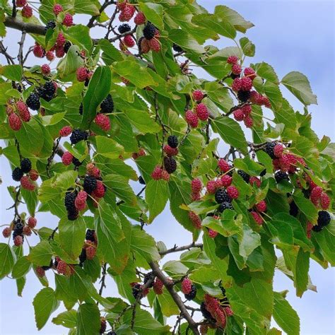 Mulberry Tree Identification Pictures Florentina Pringle