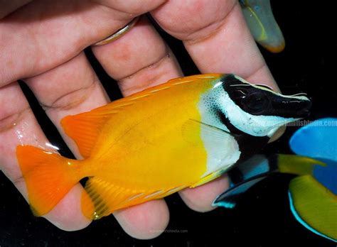 Foxface Fish Aquarium Fish India