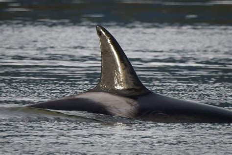 Orca From Alberni Clayoquot Ca Bc Ca On January By Marcie