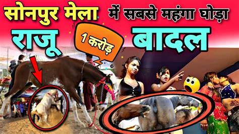 सोनपुर मेला में आया अनंत सिंह का घोड़ा Sonpur Mela Market 2022