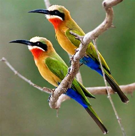 White Fronted Bee Eaters Via Bird