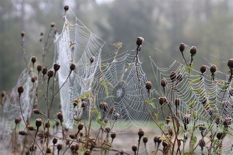 Spider Web Dew Free Photo On Pixabay Pixabay