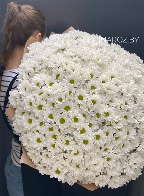 Купить белую ромашковую хризантему в Минске | Доставка
