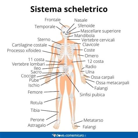 Mappa Della Costa Scheletrica