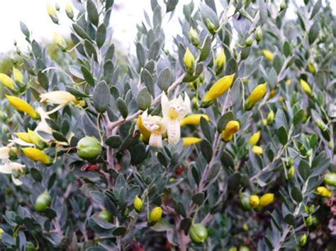 Eremophila glabra | Wholesale Nursery - Nurseries in Melbourne, Sydney ...