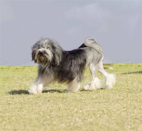 Löwchen Petit Chien Lion Im Rassen Porträt Mit Bildern