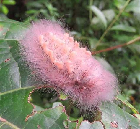 Fuzzy Pink Cotton Candy Caterpillar