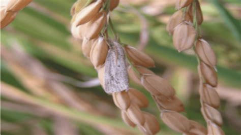 Plagas y enfermedades más importantes del arroz