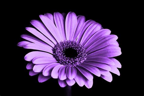 Purple chrysanthemum 1080P, 2K, 4K, 5K HD wallpapers free download ...