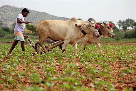 Subsistence Farming And Its Types Al Ardh Alkhadra