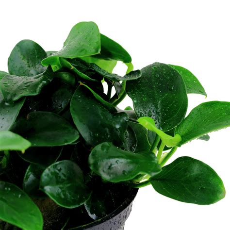 Anubias Barteri Var Petite Pot Québec Cichlidés