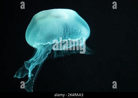 Dramatically Lit Translucent Moon Jelly Aurelia Aurita At The Georgia