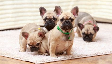 French Bulldog Size Chart Weight And Growth Chart