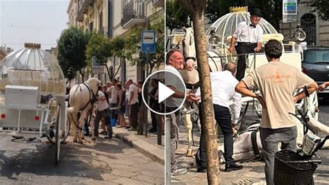 Trani Il Cavallo Stramazza Al Suolo Per Il Caldo La