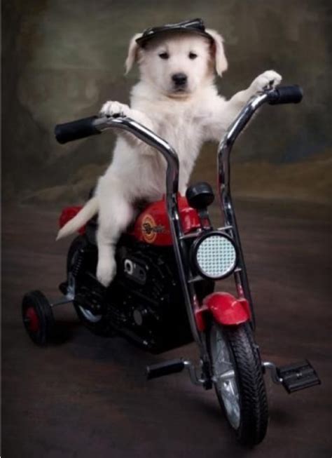 Top 10 Cute Dogs On Motorbikes