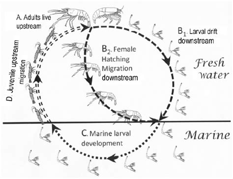 Life Cycle Of Shrimp