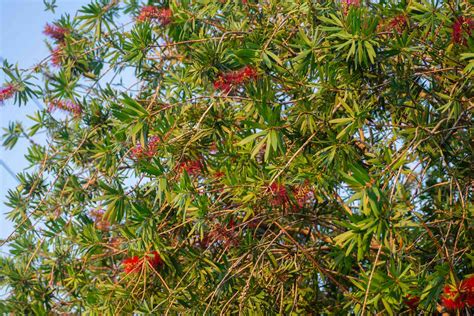 How To Grow And Care For Bottlebrush