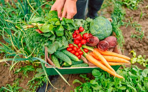 Las propiedades y beneficios de los alimentos ecológicos La Semilla