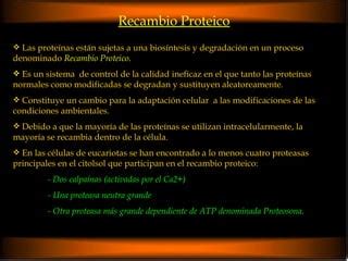 Clase Y Metabolismo Nitrogenado Prote Nas Ppt