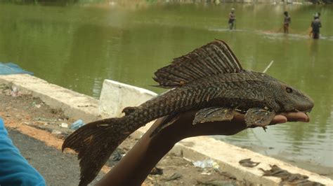 Suckermouth Catfish