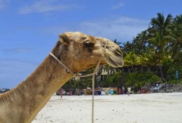 Mombasa Weather averages & monthly Temperatures | Kenya | Weather-2-Visit