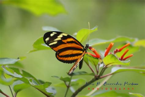 Tiger Striped Longwing From Parque Ecol Gico Macuilt Petl Progreso