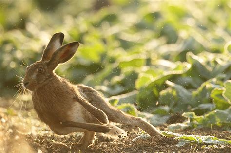 Brown Hare Leaping To The Side Lepus Europaeus Mike Rae