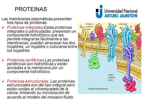 Funcion De Las Proteinas Integrales En La Membrana Celular Consejos