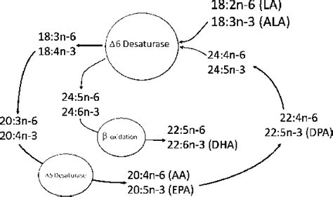 Figure 1 From Conversion Of Linoleic Acid And Alpha Linolenic Acid To Long Chain Polyunsaturated